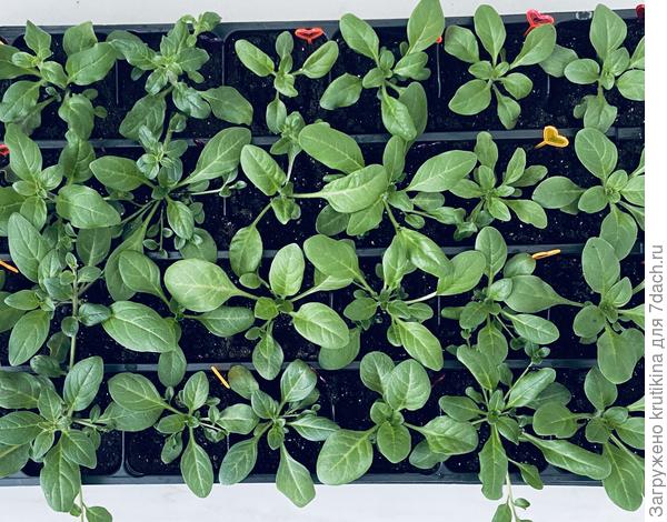 Тайдалы, Опера ( 28. 02)