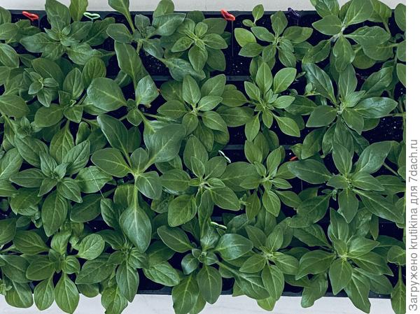 Посев (20 . 02)