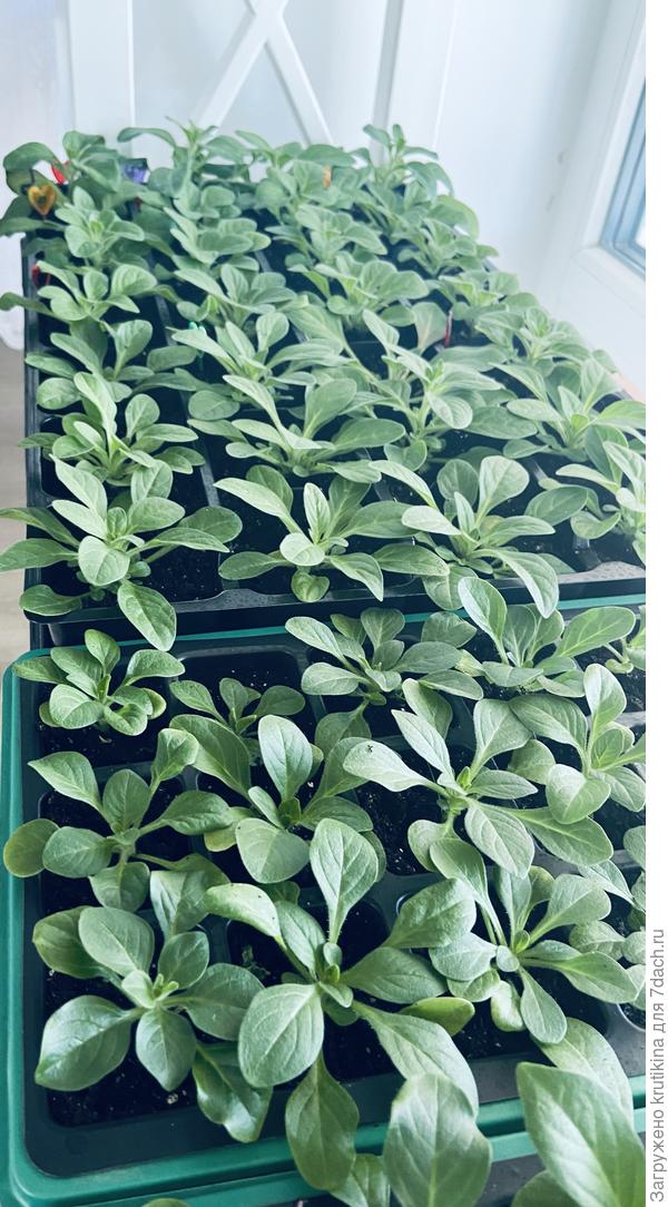 Часть , рассады петунии ,на нижней полке стеллажа .