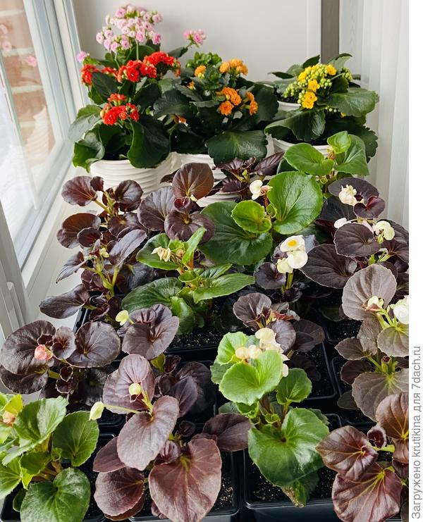 Бегония ( вечноцветущая)