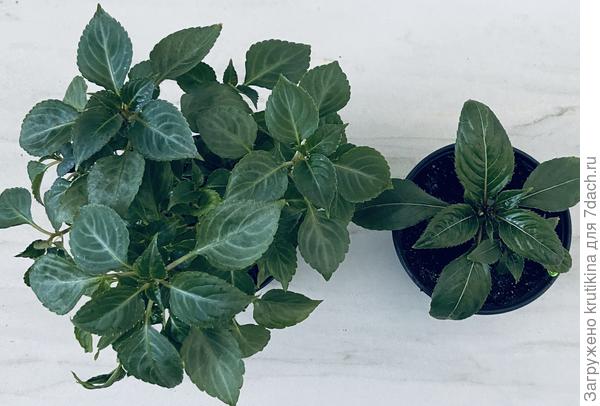 Слева бальзамин сорт « Бикен» , справа бальзамин « Новогвинейский»