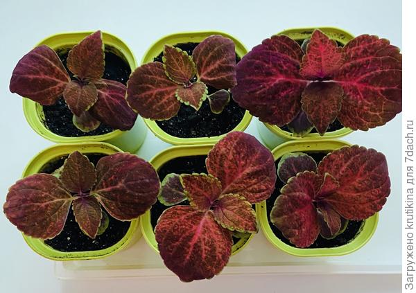 Колеус ( Volcano)