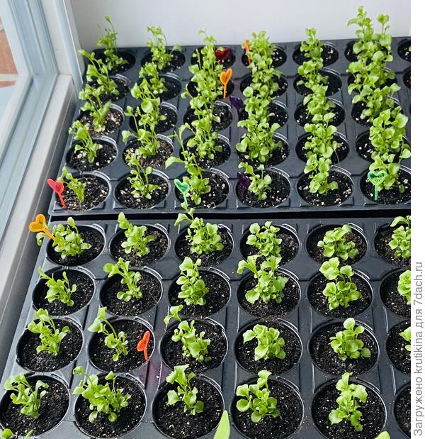 Лобелия ( из мультидраже)