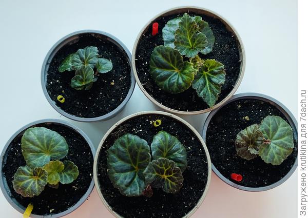 Бегония клубневая ( из семян)