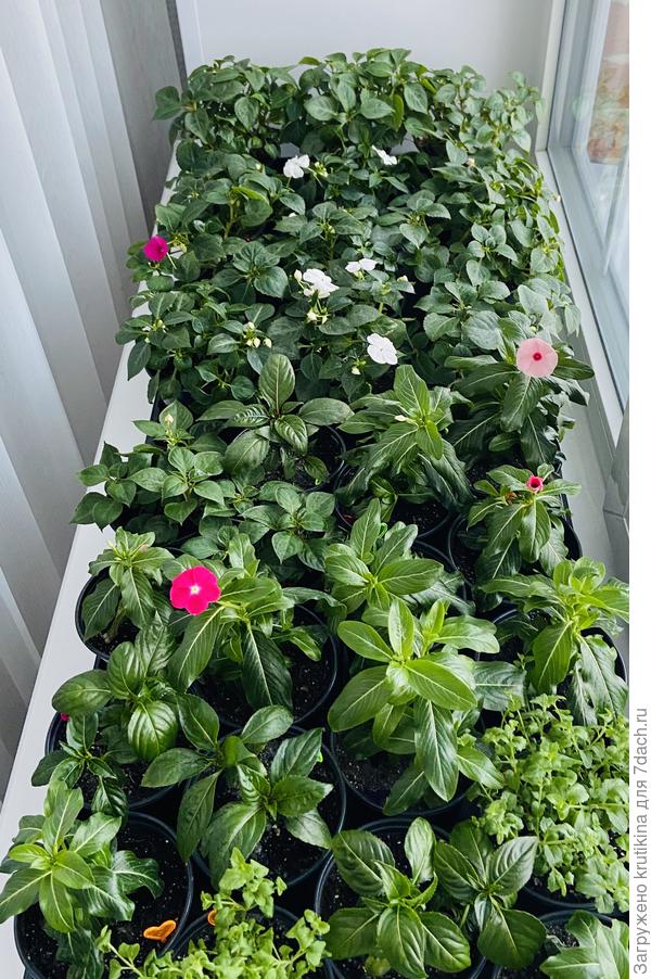 Бальзамин, катарантус, бакопа