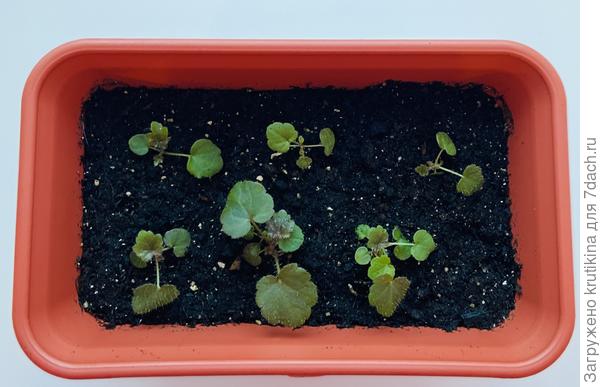 Гейхера( Palase Purple) из семян