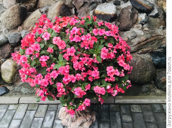 Бальзамин « Уоллера «