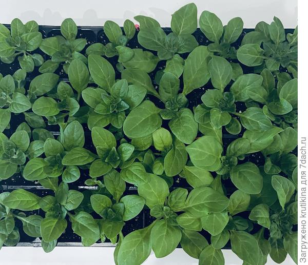 Петуния кустовая