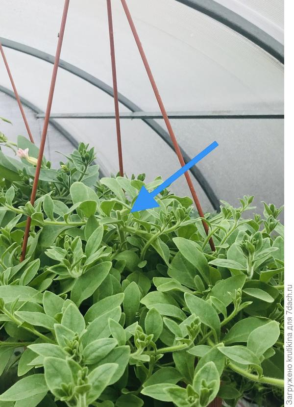 Май, ампельная петуния))