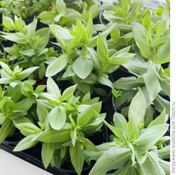 Эмочкам 3 мес