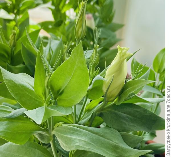 Неженка эустома ( все посажены в кашпо)