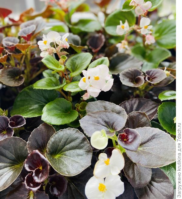 Ещё, бегония.