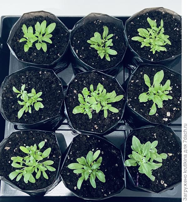 Малыши алиссума ( из мультисемян)