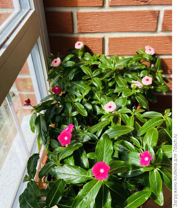 Катарантусы, очень хороШ !