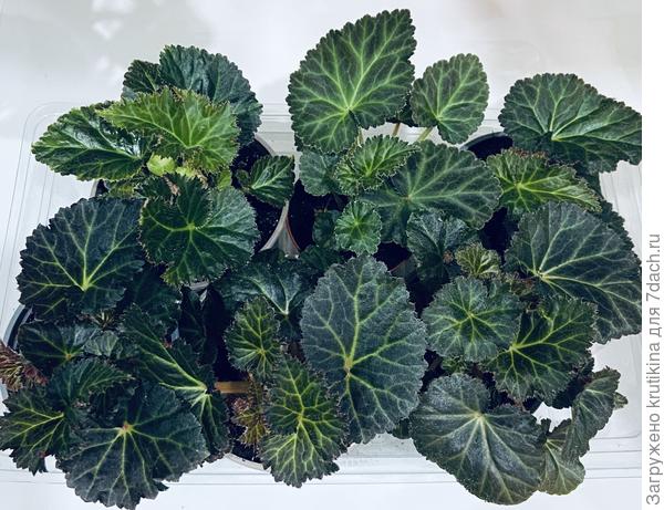 Клубневая бегония (2 в бутончиках)