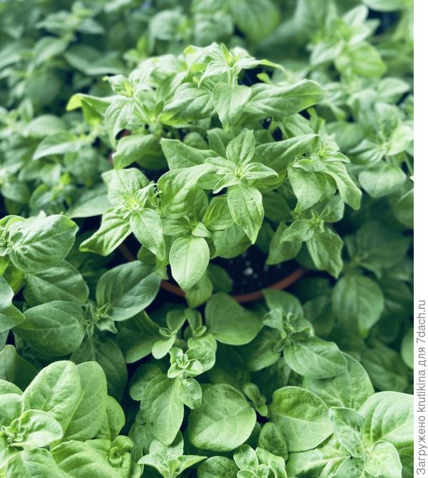 Любимки петунии, не все )