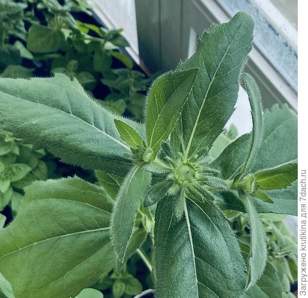 Рудбекия( в бутонах)