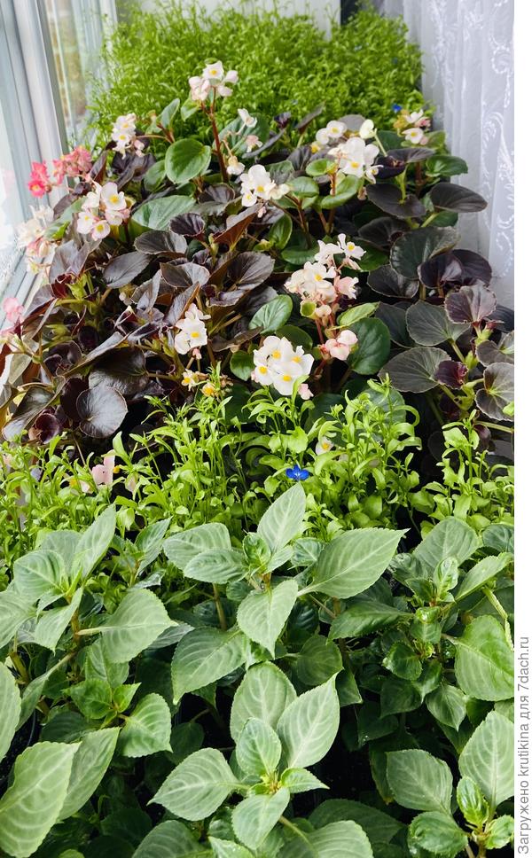 Лобелия, бегония, лобелия, черенки бальзамина « Уоллера «