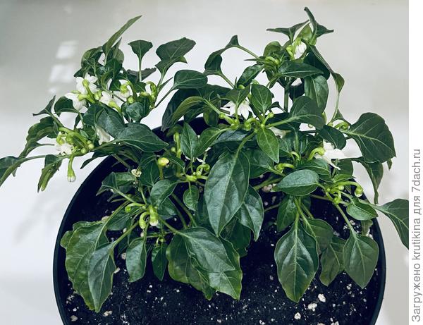 О,, перчик ( калейдоскоп) приятно показать.