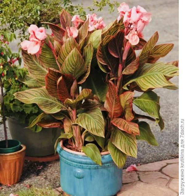 Канна « Пинк Санберст»