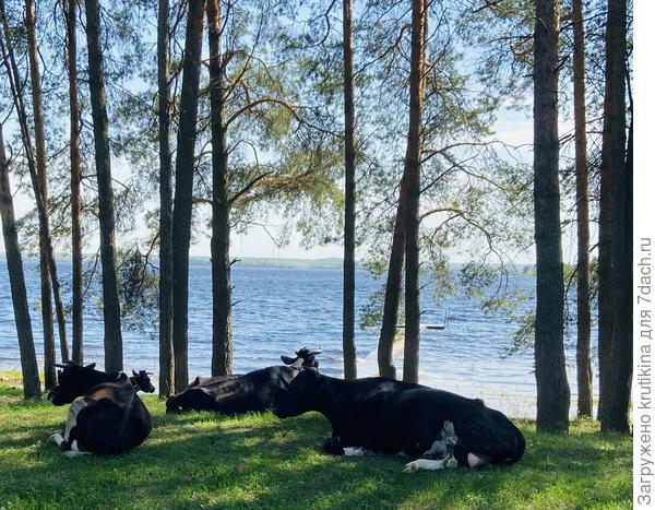 Коровы отдыхают, перегородили проход к понтону.