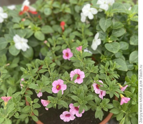 Калибрахоа « Каблум» , вырастила из семян.