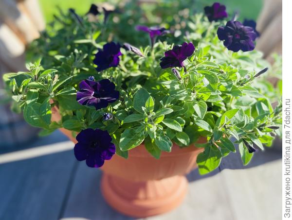 Петуния Шок вей « Purple Tie Dey”