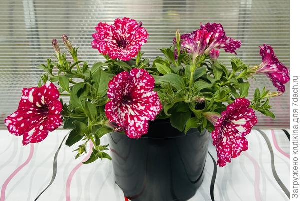 Петуния -Surprise Sparkling Red (вегетативная)