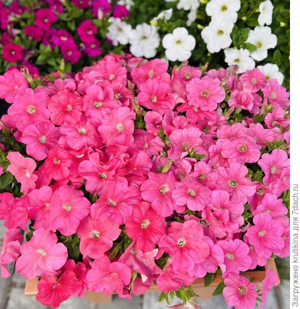 Сакссес «Salmon» нереально красив, плотное цветение ( супер)