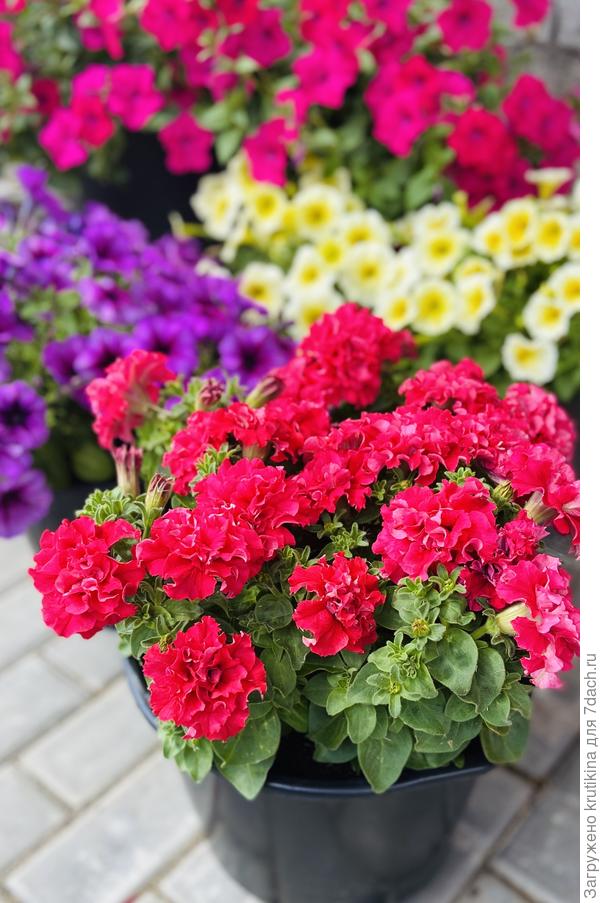 Петуния махровая « Валентина «