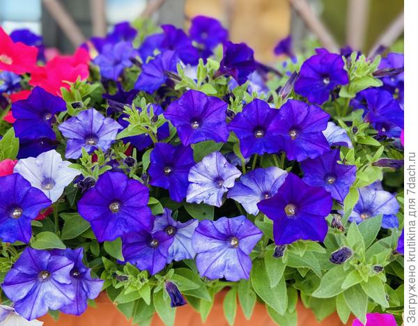 Шок вейв «Denim»