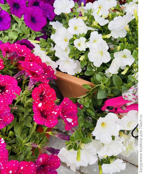 Стригу)) разный мусор на цветочке , от скошенной травы