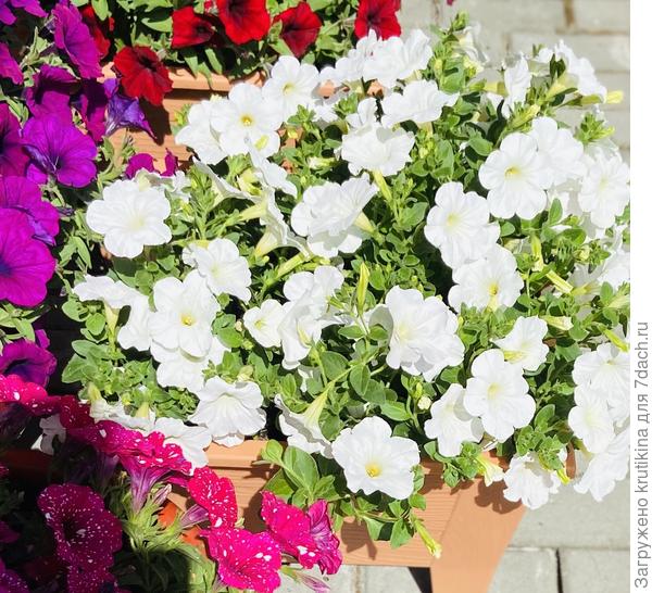 Привлекательней стала.