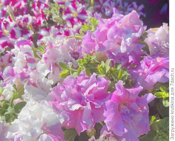 Твои любимые махрушечки!