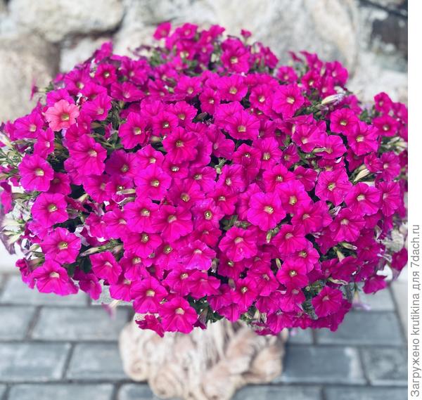 Rázová vlna (Rose)