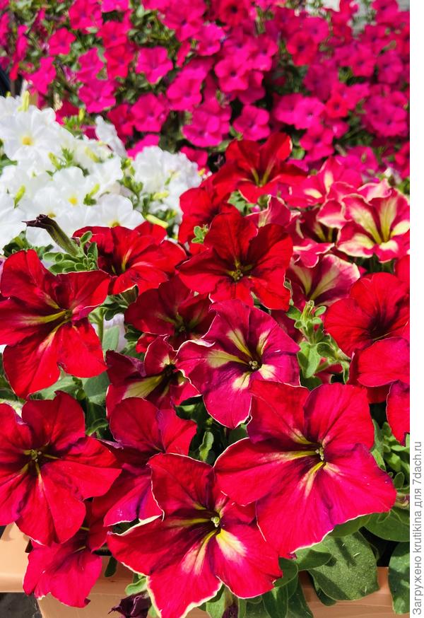 Crazytunia Mondeville