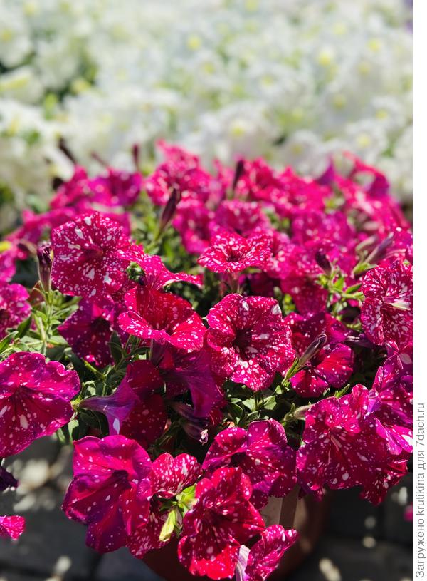 Variety Surprise Red (vegetativní)