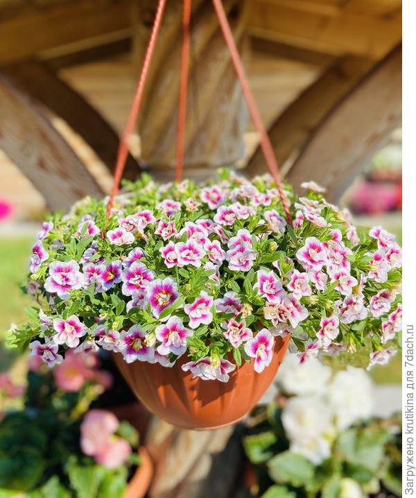 Мини Фэймос Пинк дак Панч( разрастается)