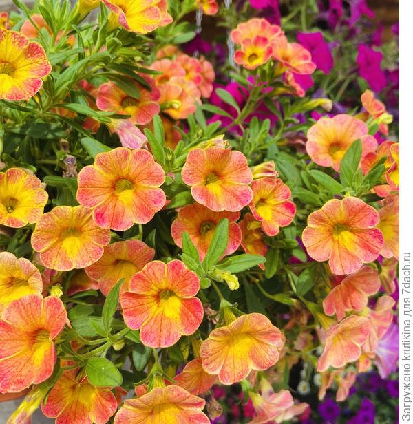 Хамелеон Атомик Оранж