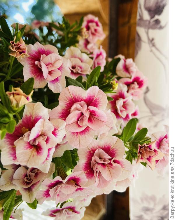 Мини Фэймос Дак Панч