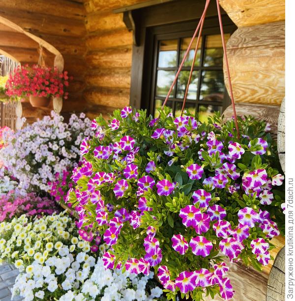 Хамелеон Милк Пинк