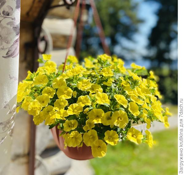 Мини Фэймос Дабл Еллоу