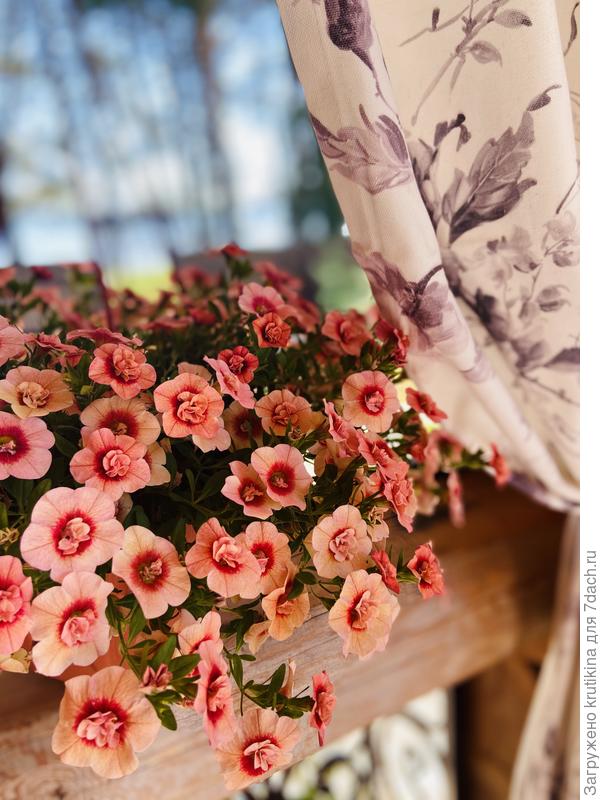 Алоха Дабл Эприкот