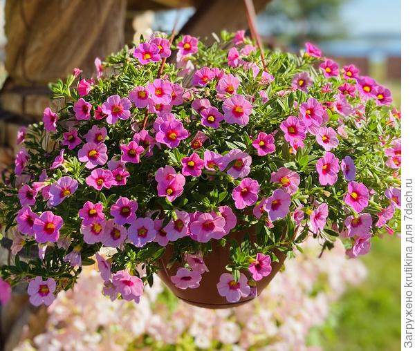 Каблум (из семян)