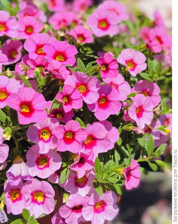 Каблум (из семян)