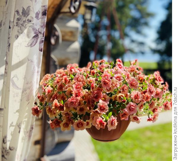 Красивый кустик