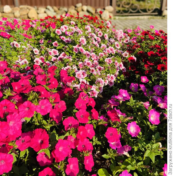 Клумба, После ливня ( восстанавливаются)