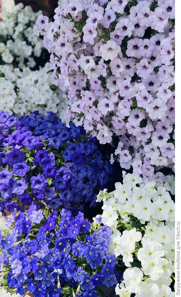 Цвет настроения « синий»