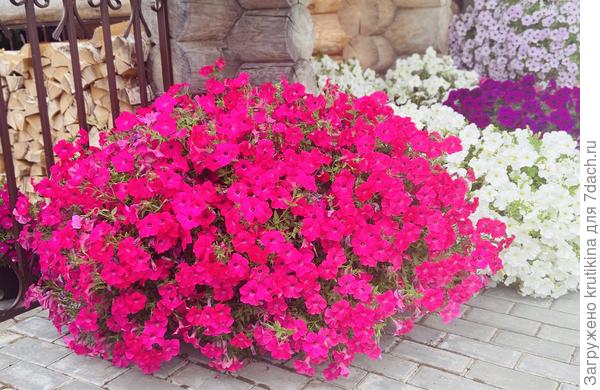 Ооо- оо Тайдал Hot Pink .. 3 растения в 100 литрах ,