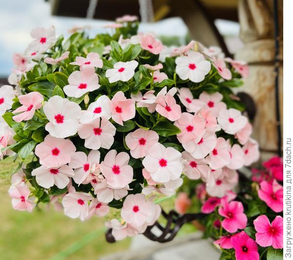 Катарантус ампельный